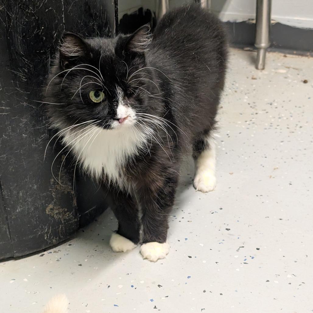 Enlarge Phuzz, a Adoptable Domestic Short Hair in Blair, WI image 1/6