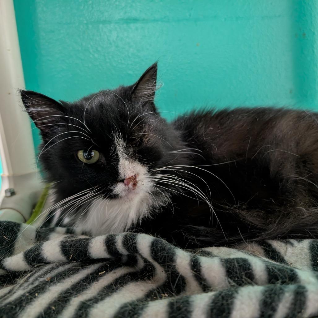 Enlarge Phuzz, a Adoptable Domestic Short Hair in Blair, WI image 3/6