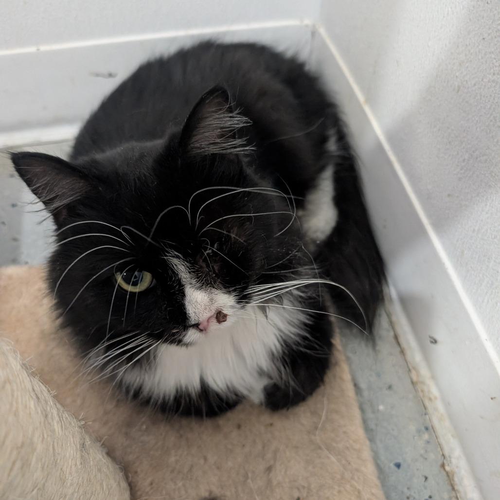 Enlarge Phuzz, a Adoptable Domestic Short Hair in Blair, WI image 4/6