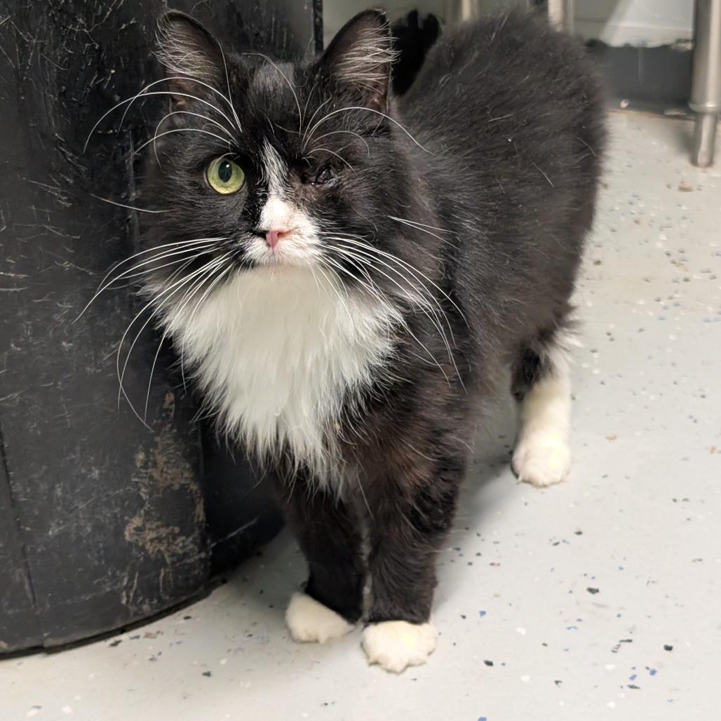 Enlarge Phuzz, a Adoptable Domestic Short Hair in Blair, WI image 6/6
