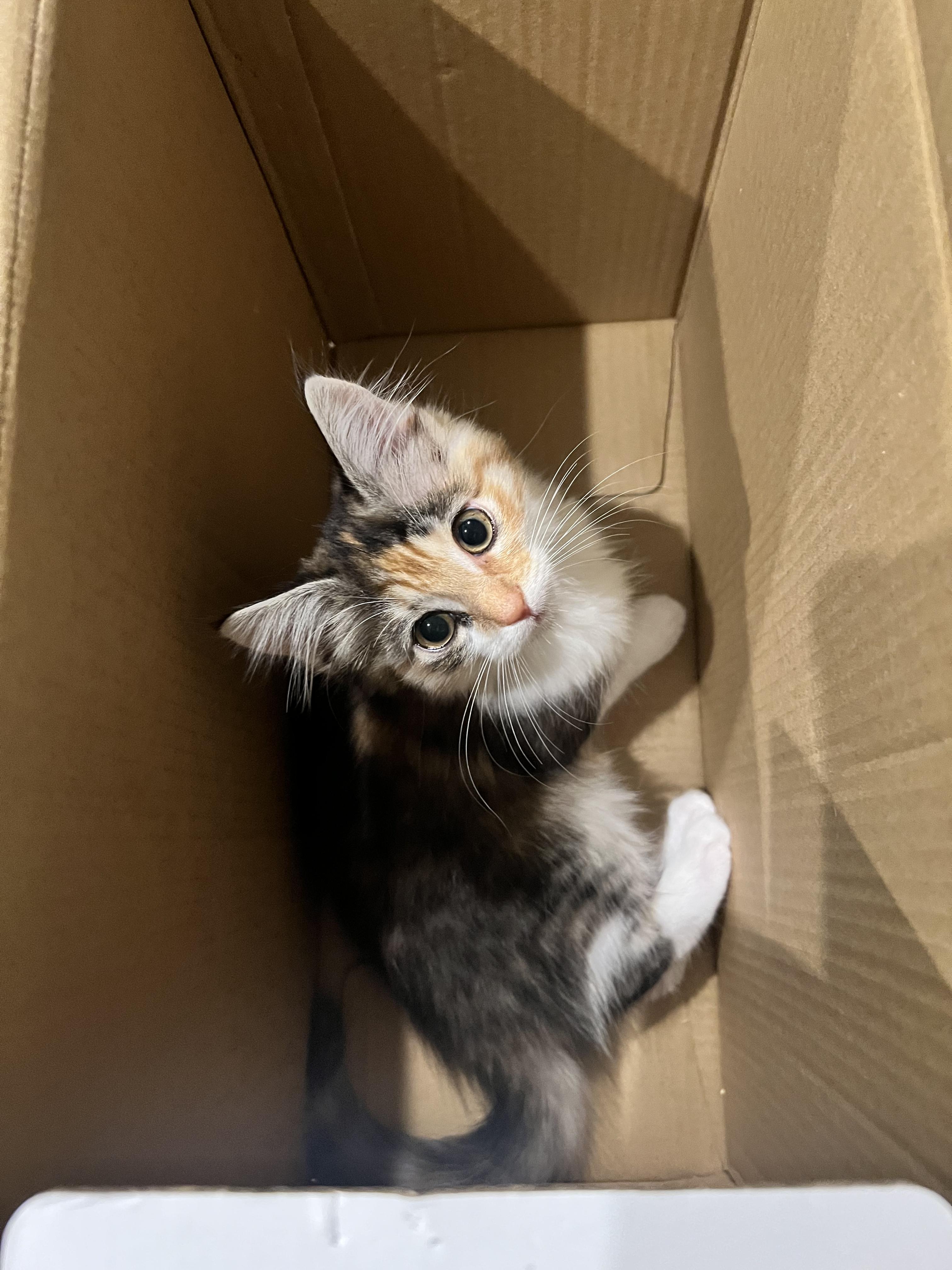 Enlarge Peppermint, a Adoptable Domestic Medium Hair in San Luis Obispo, CA image 4/4