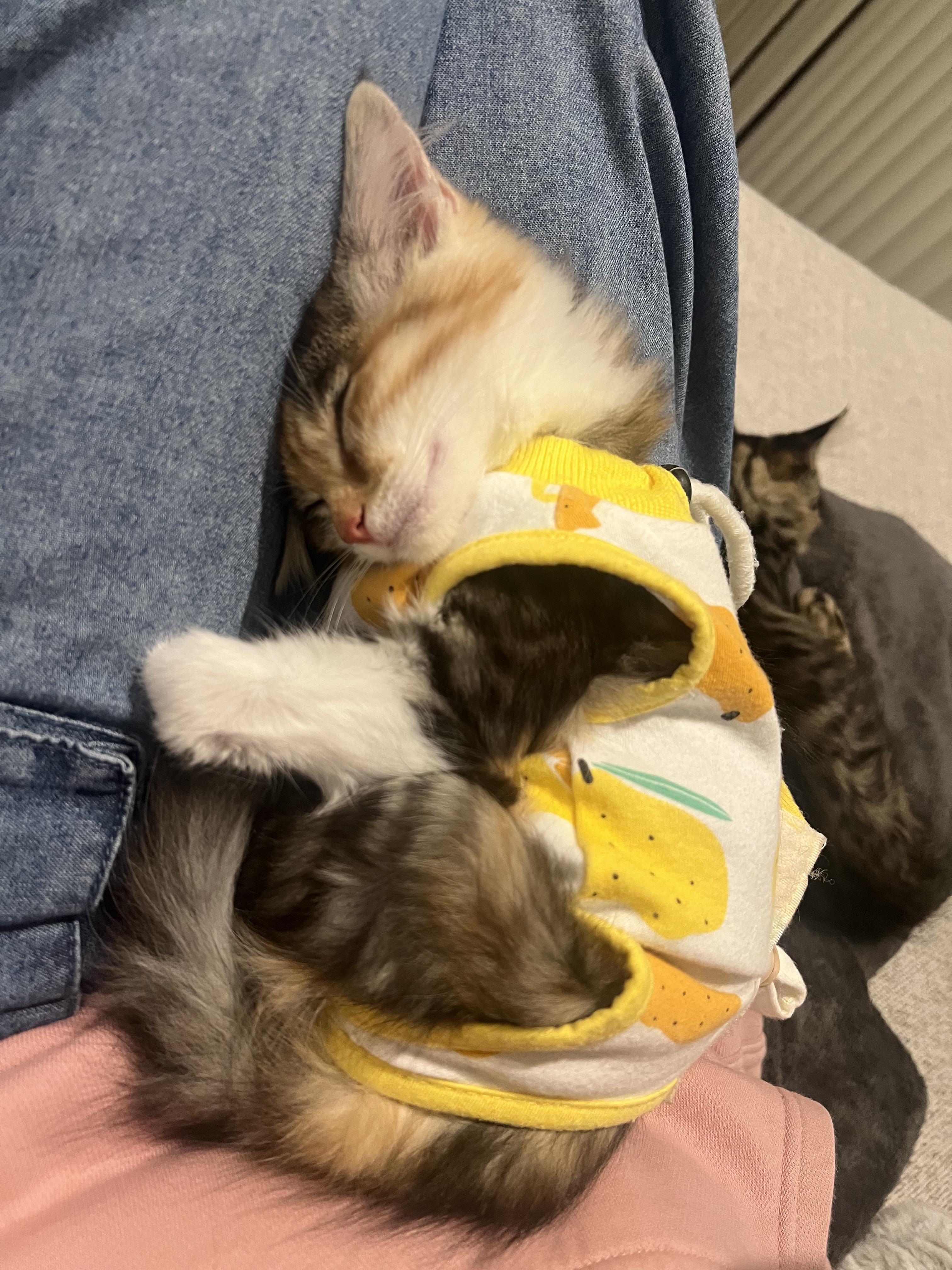 Enlarge Peppermint, a Adoptable Domestic Medium Hair in San Luis Obispo, CA image 2/4