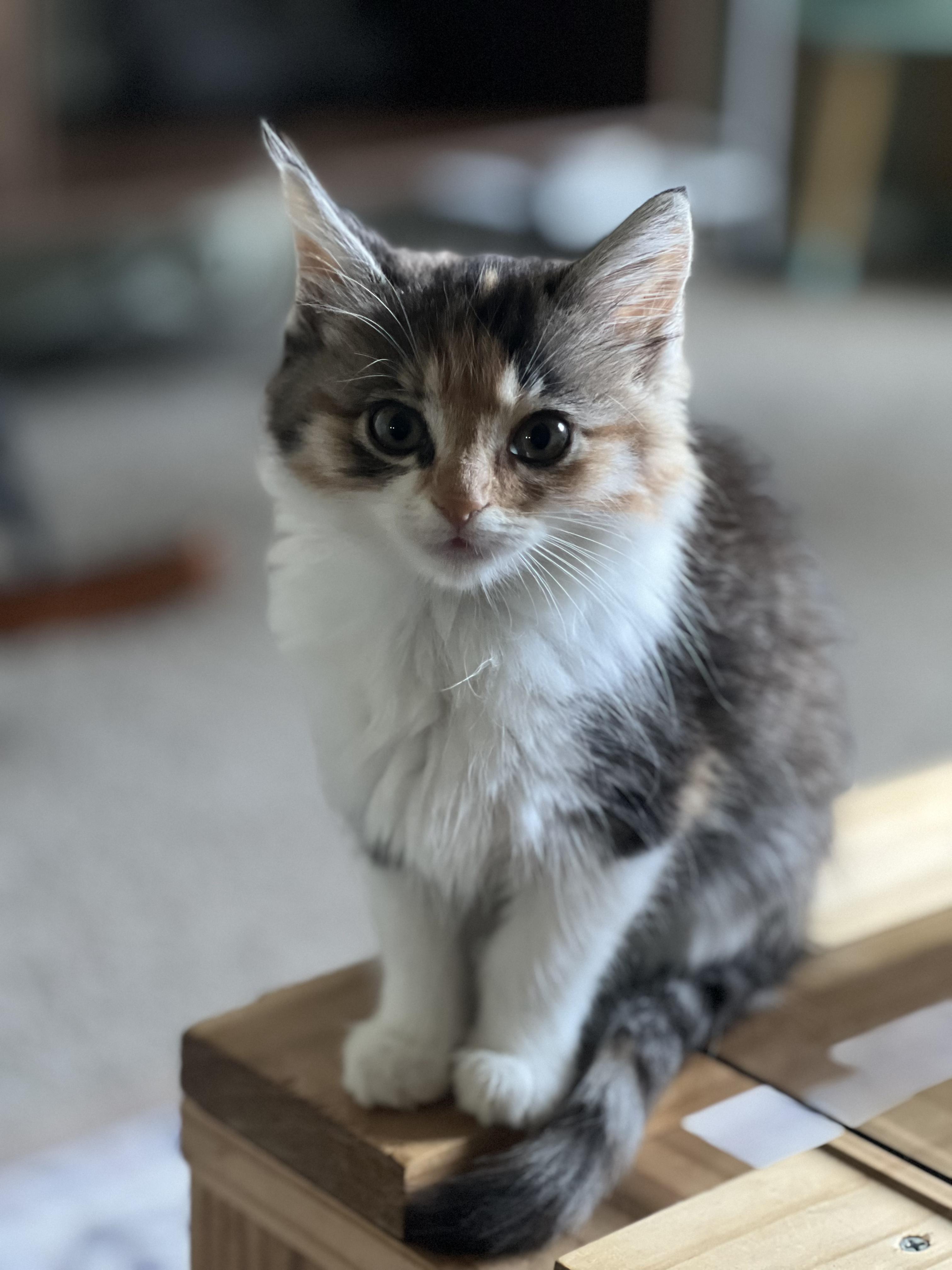 Enlarge Peppermint, a Adoptable Domestic Medium Hair in San Luis Obispo, CA image 3/4
