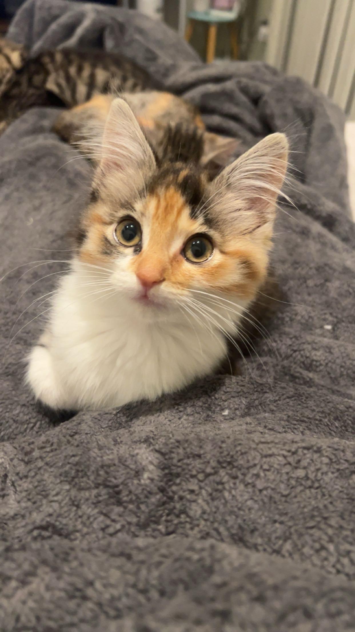 Enlarge Peppermint, a Adoptable Domestic Medium Hair in San Luis Obispo, CA image 1/4