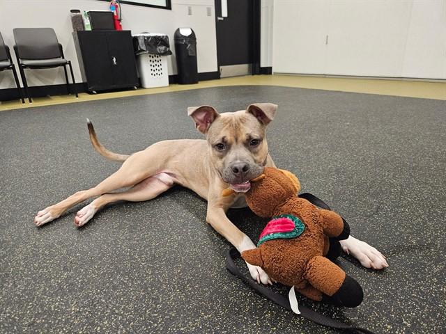 Enlarge CLONK, a Adoptable mixed breed in Omaha, NE image 1/1