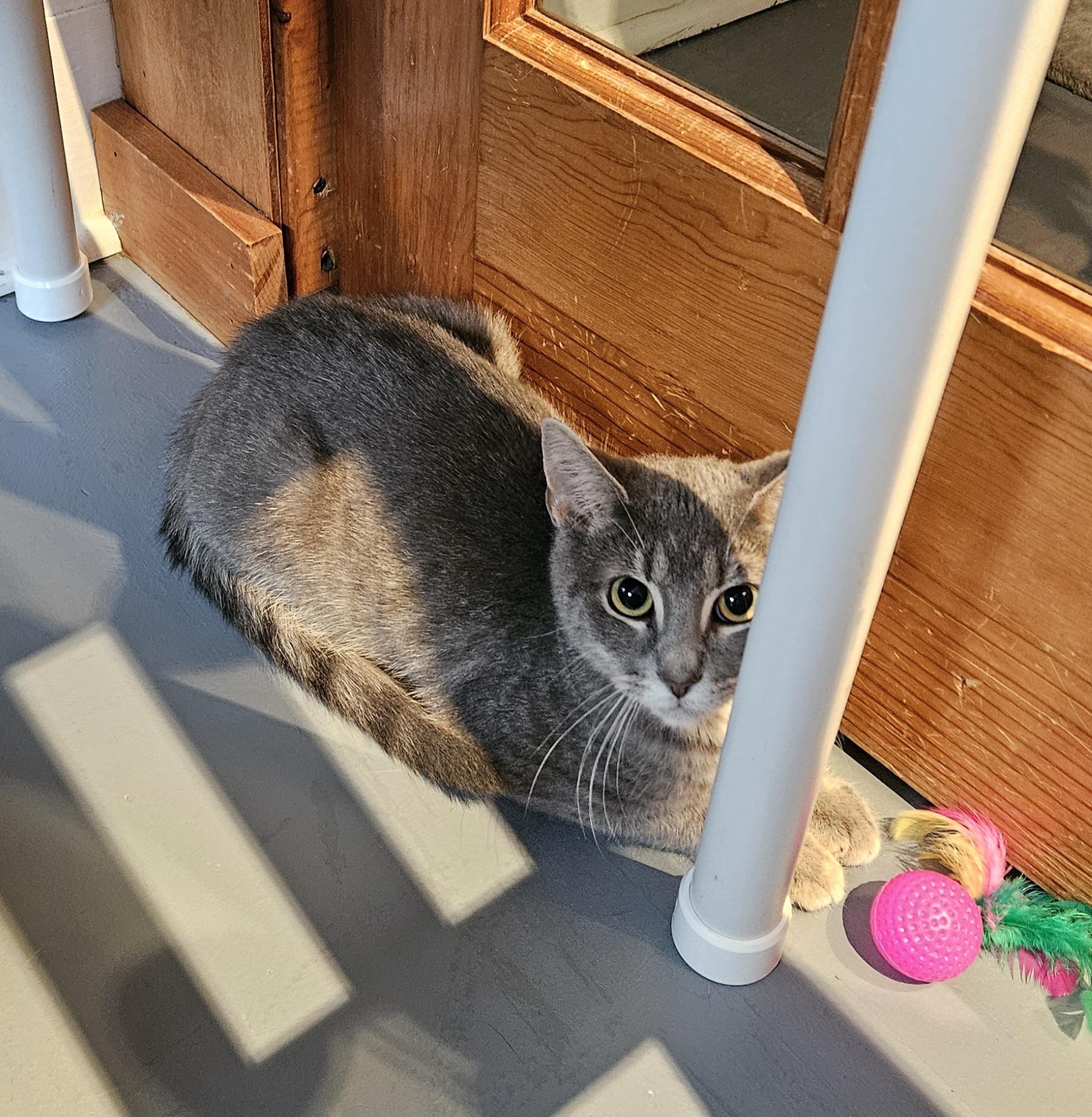 Enlarge Giblet, a Adoptable Domestic Short Hair in Brockport, NY image 3/4