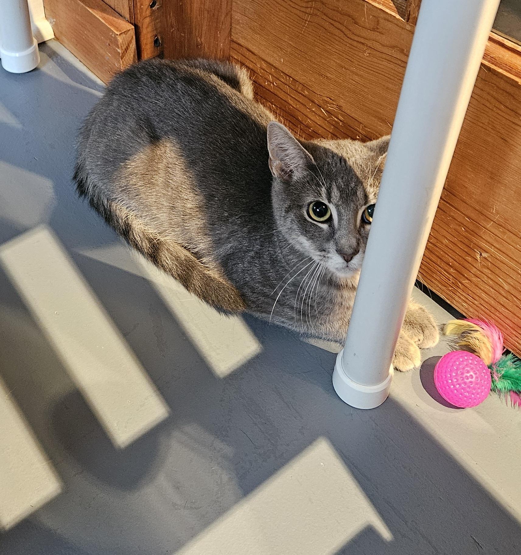 Enlarge Giblet, a Adoptable Domestic Short Hair in Brockport, NY image 2/4