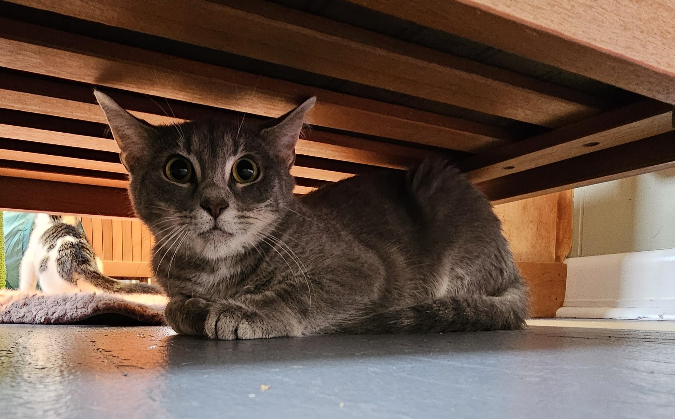 Enlarge Giblet, a Adoptable Domestic Short Hair in Brockport, NY image 4/4