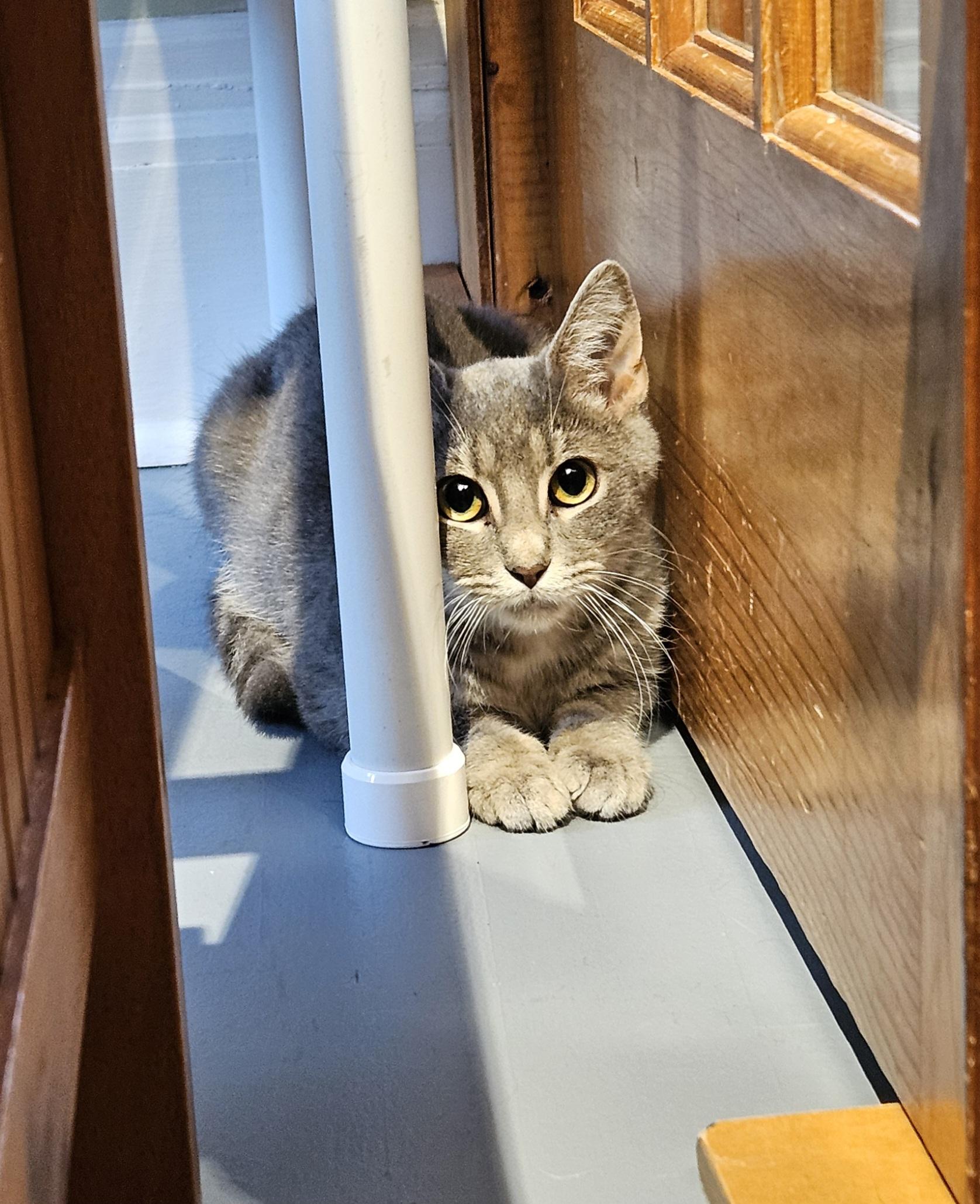 Giblet, Adoptable, Young Male Domestic Short Hair.