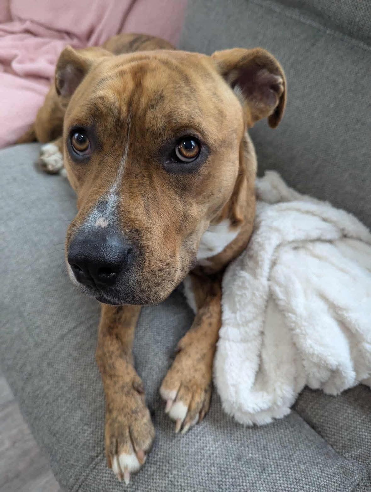 Goose, an adoptable Pit Bull Terrier in Brooks, ME, 04921 | Photo Image 2