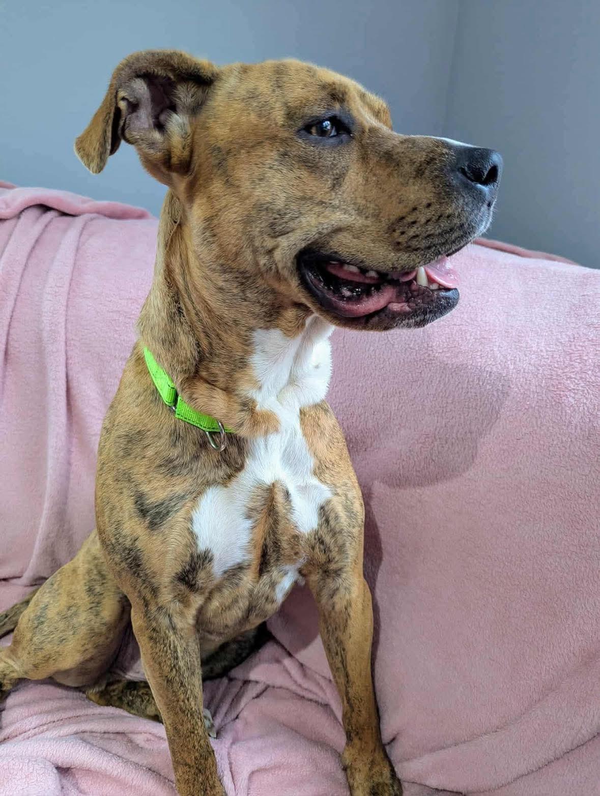 Goose, an adoptable Pit Bull Terrier in Brooks, ME, 04921 | Photo Image 3