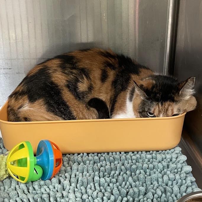 Enlarge Shy, a Adoptable Domestic Short Hair in Port Charlotte, FL image 1/1