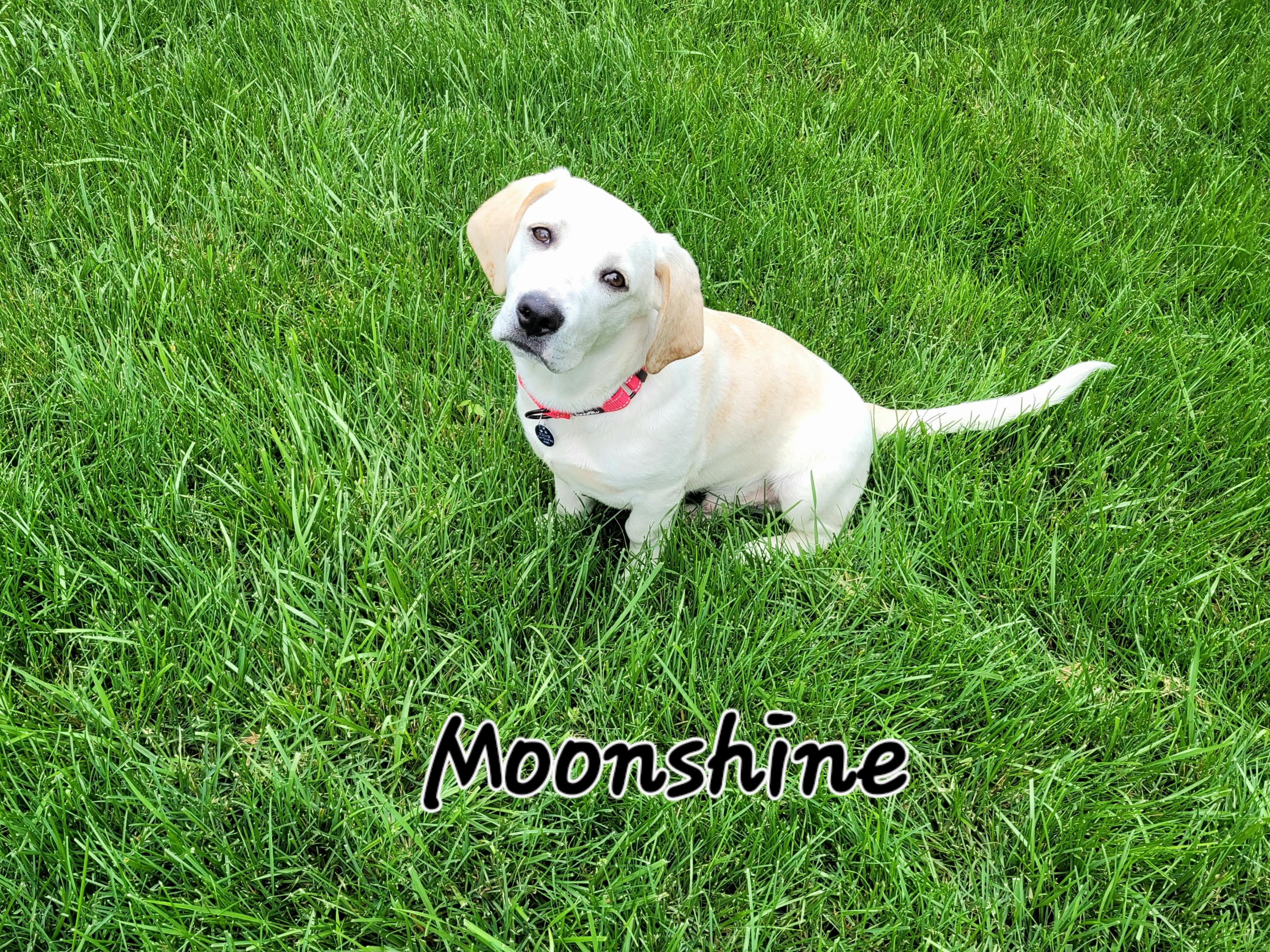 Moonshine