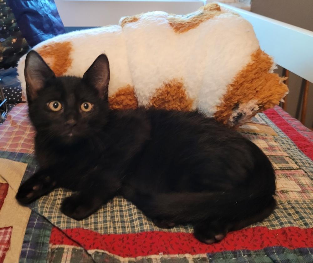 Milo, Adoptable, Kitten Male American Shorthair.