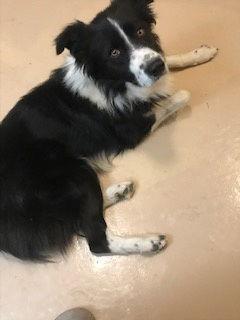 Kimoosh, Adoptable, Young Male Border Collie.