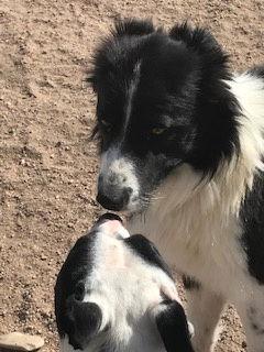 Enlarge Kimoosh, a Adoptable Border Collie in Westminster, CO image 2/3