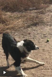 Enlarge Kimoosh, a Adoptable Border Collie in Westminster, CO image 3/3