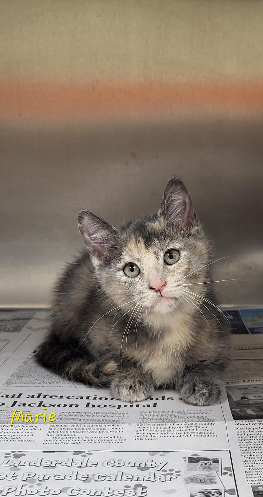 Marie, ADOPTABLE, Kitten Female Domestic Short Hair.