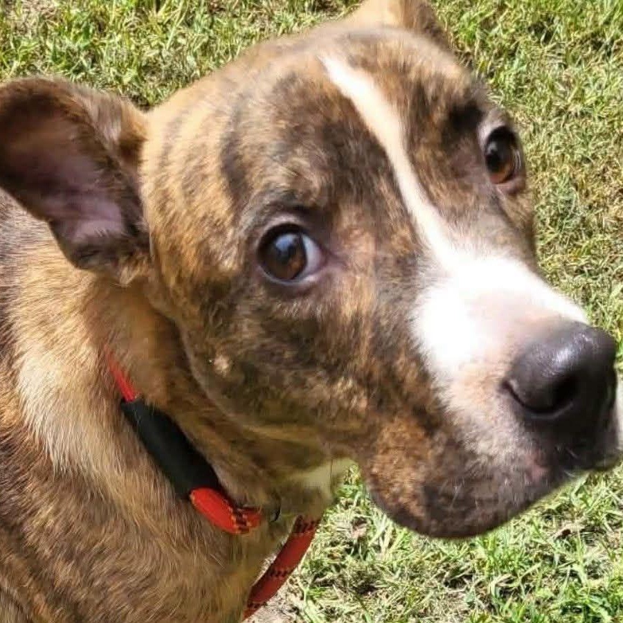 Cooper, Adoptable, Adult Male Pit Bull Terrier & Hound.
