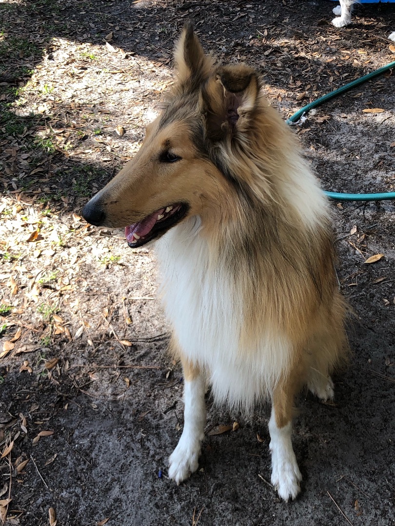 JayCCe, Adopted, Young Male Collie.
