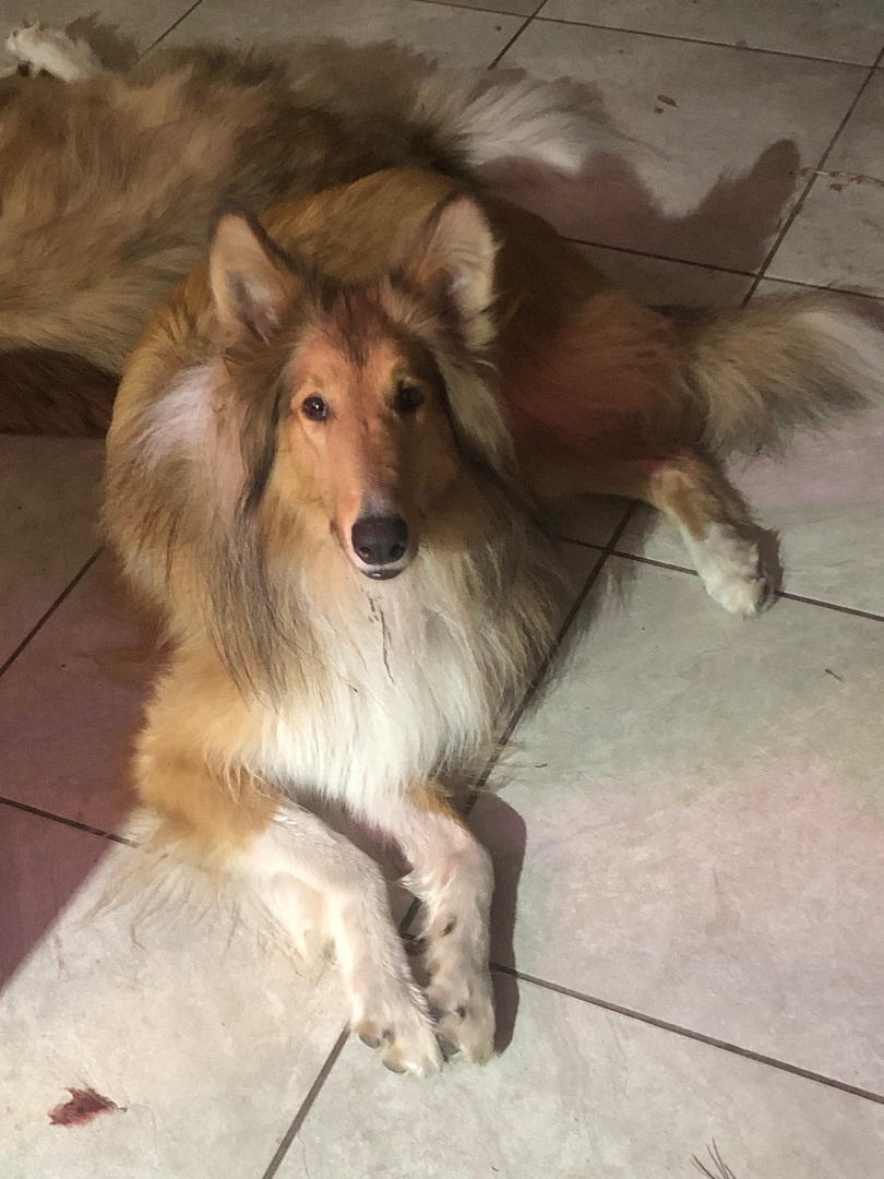 JayCCe, a Adopted Collie in Gainesville, FL image 2/3