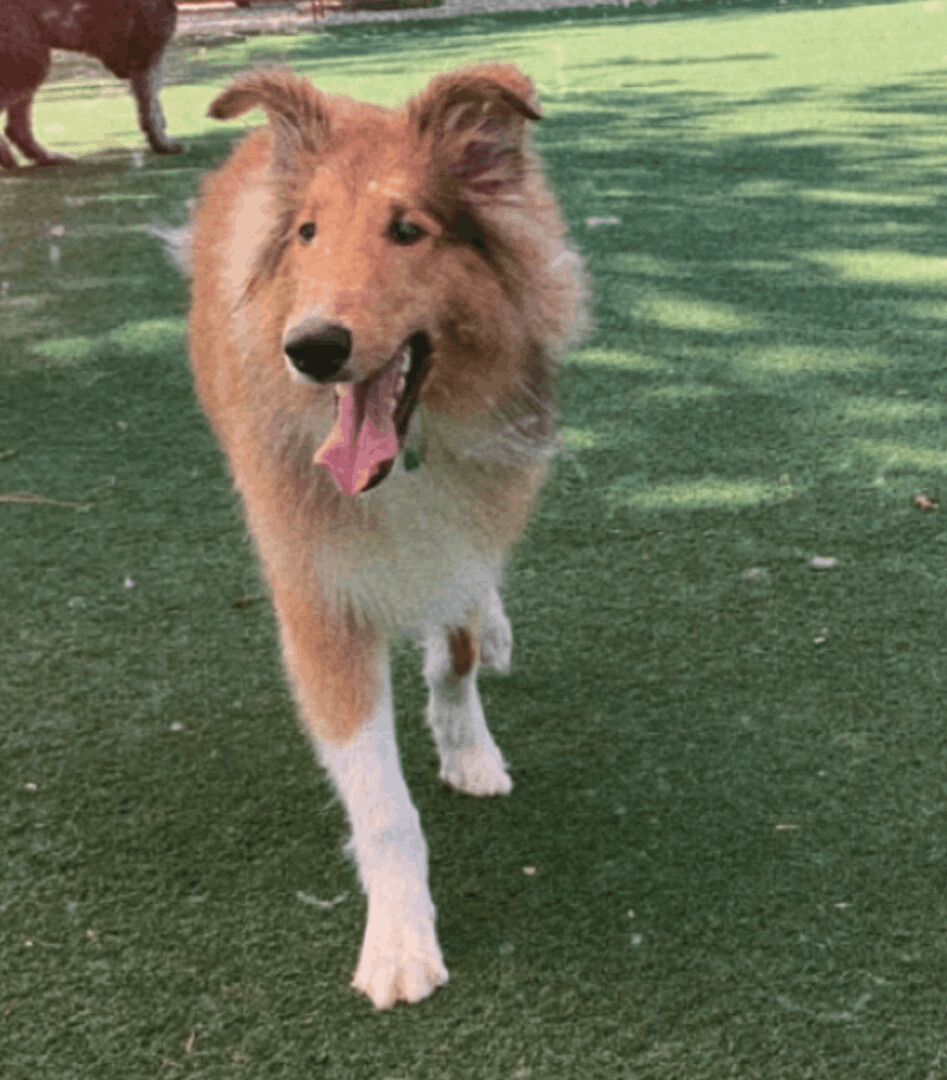JayCCe, Adopted, Young Male Collie.