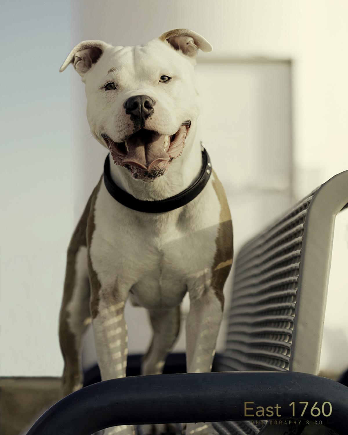 Enlarge Kash, a Adoptable American Bully in Port Hope, ON image 1/2