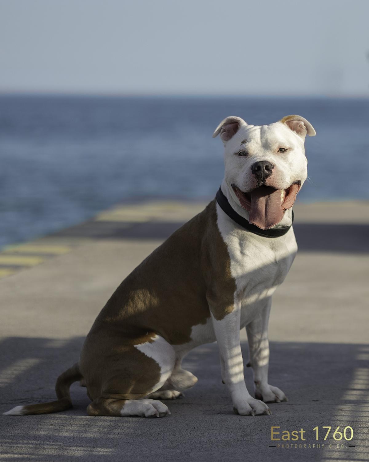 Enlarge Kash, a Adoptable American Bully in Port Hope, ON image 2/2