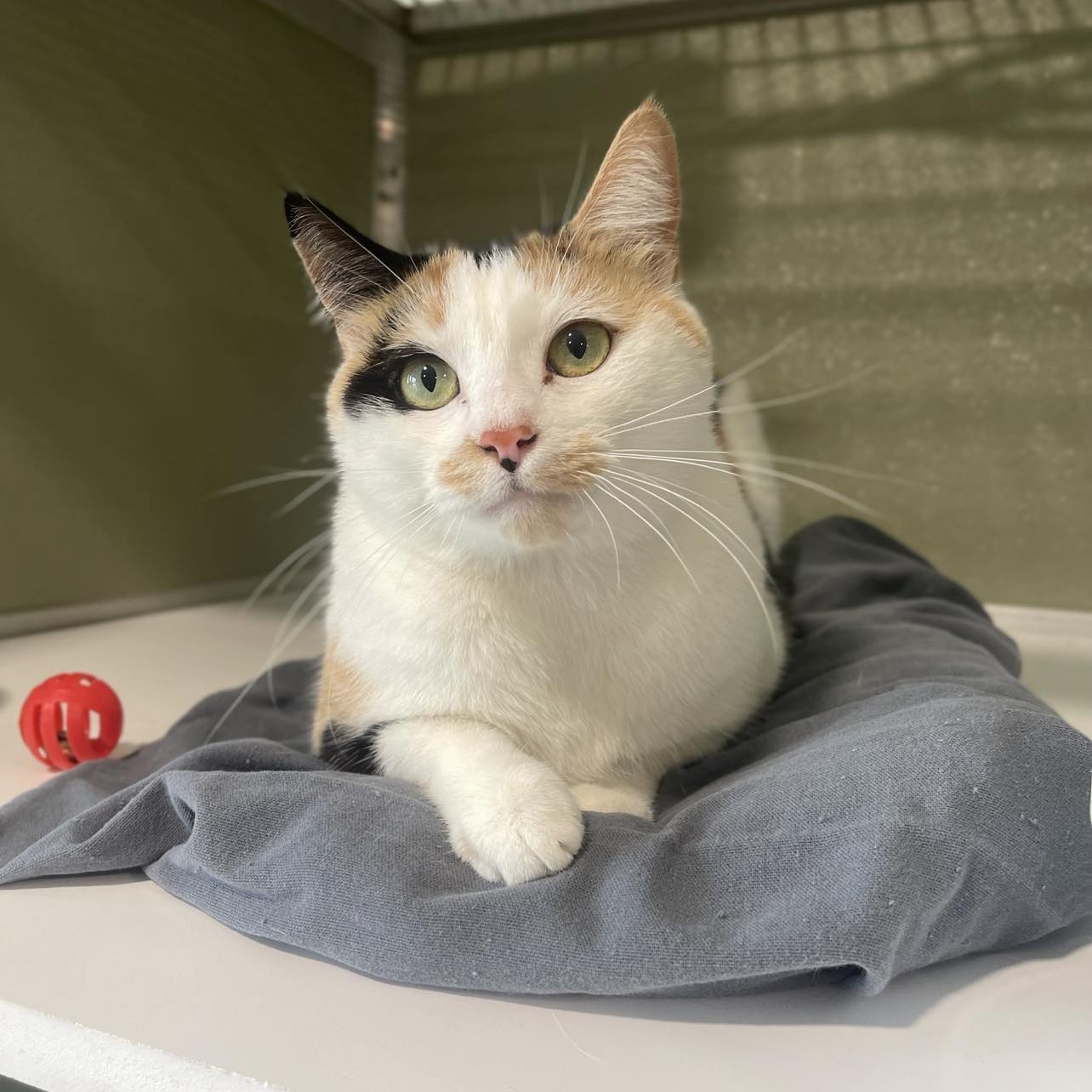 Esme (bonded With Elsie)
