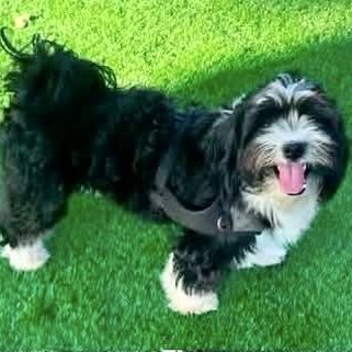 Enlarge Ron Turner, a Adoptable mixed breed in Plano, TX image 2/2
