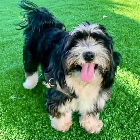 Enlarge Ron Turner, a Adoptable mixed breed in Plano, TX image 1/2