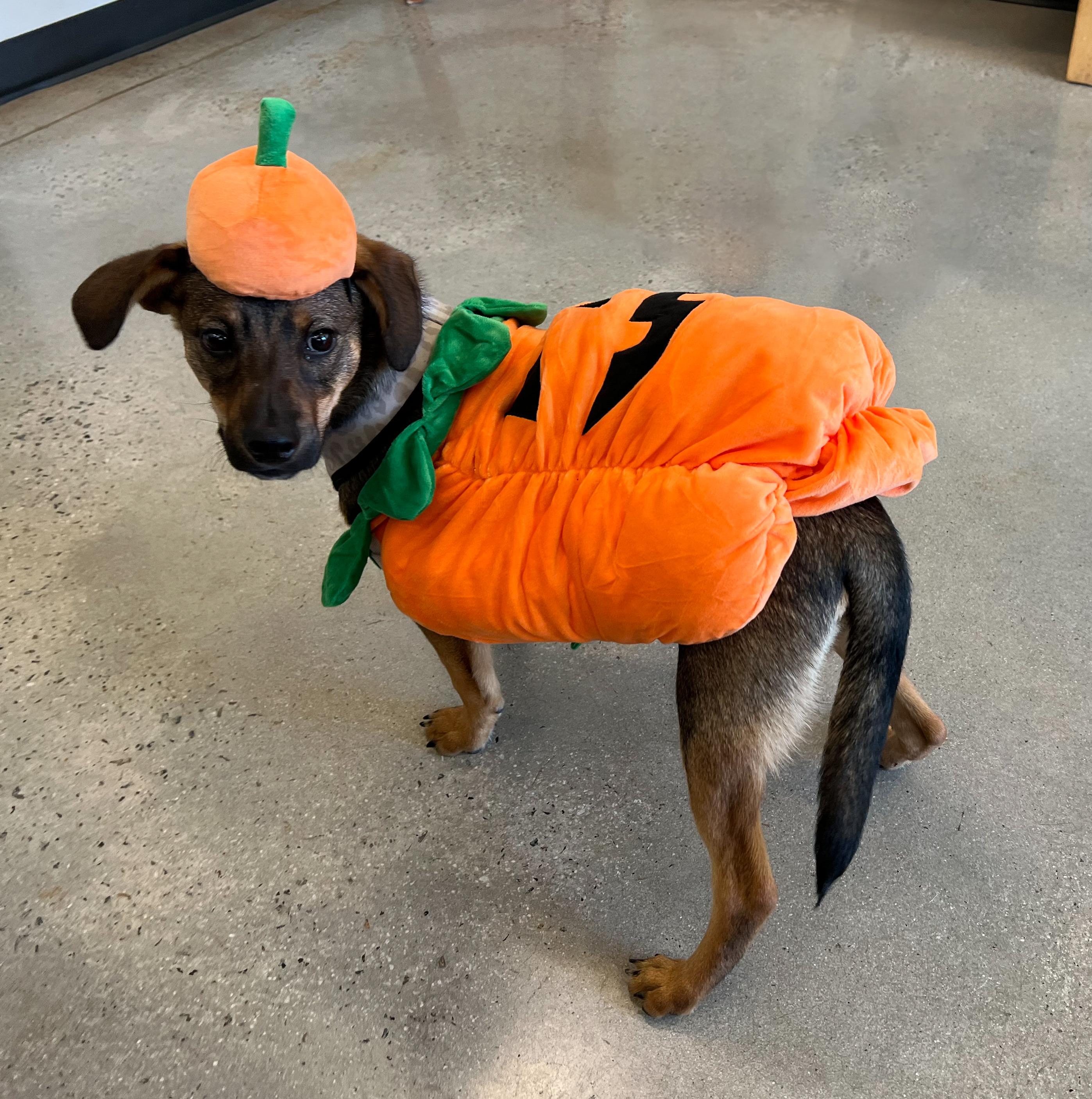 Connor, a Adoptable mixed breed in New Rochelle, NY image 5/6