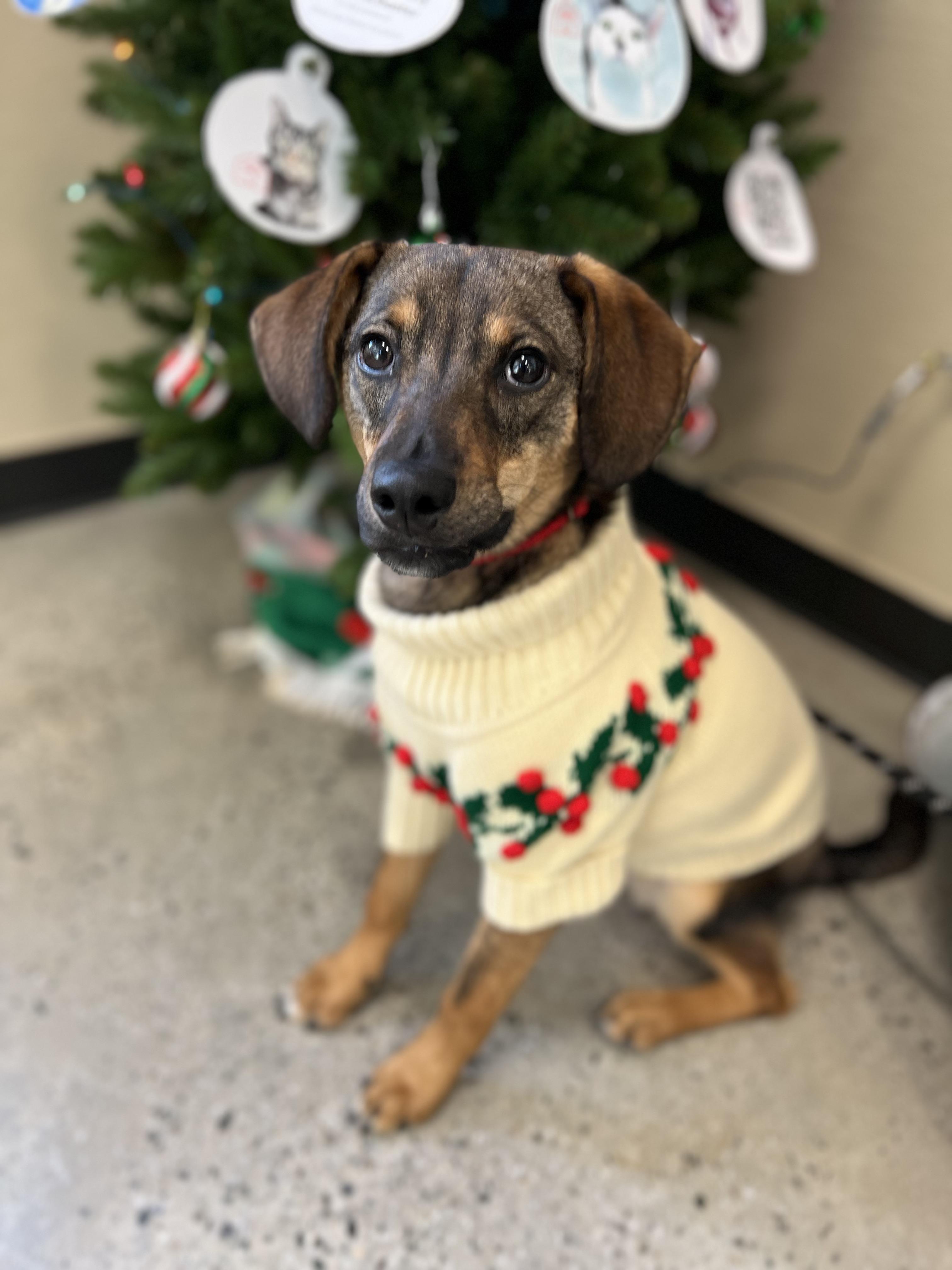 Connor, a Adoptable mixed breed in New Rochelle, NY image 3/6