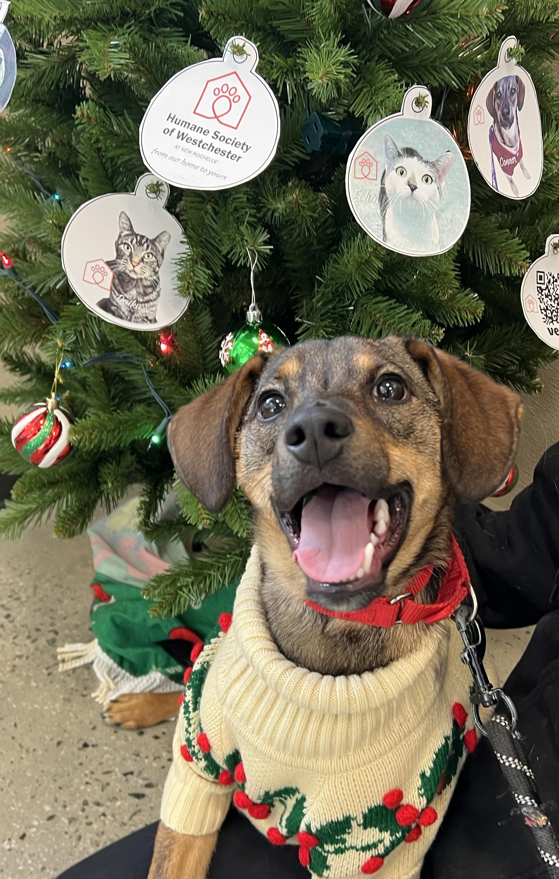 Connor, Adoptable, Puppy Male Retriever & Hound.