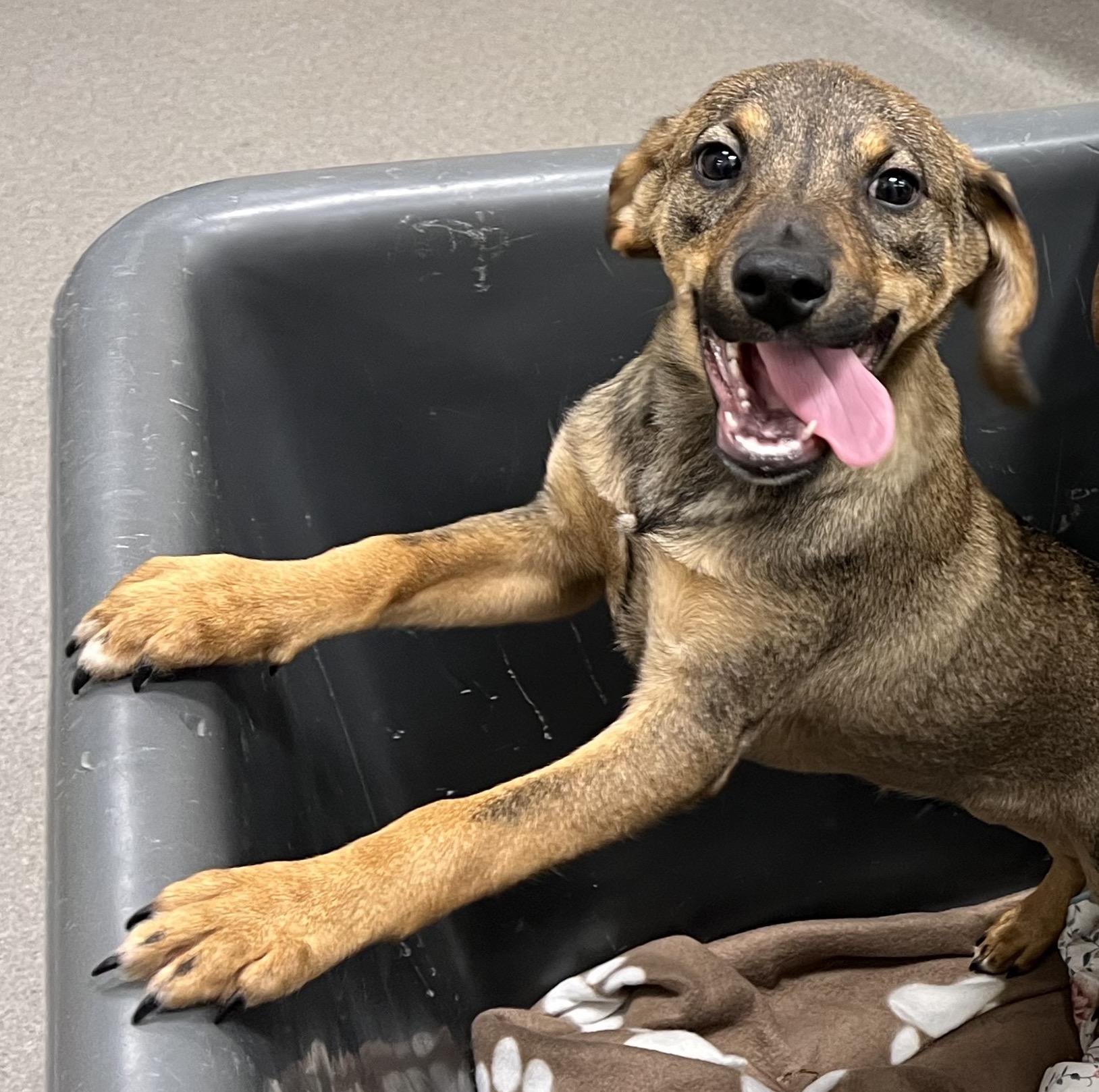 Connor, Adoptable, Puppy Male Retriever & Hound.