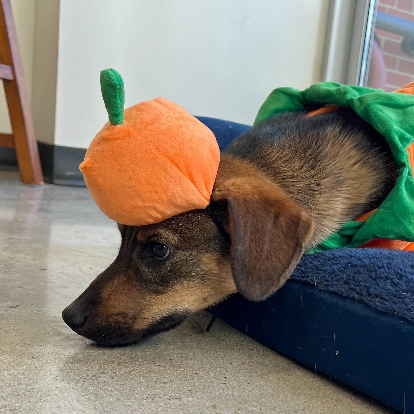 Connor, a Adoptable mixed breed in New Rochelle, NY image 4/6