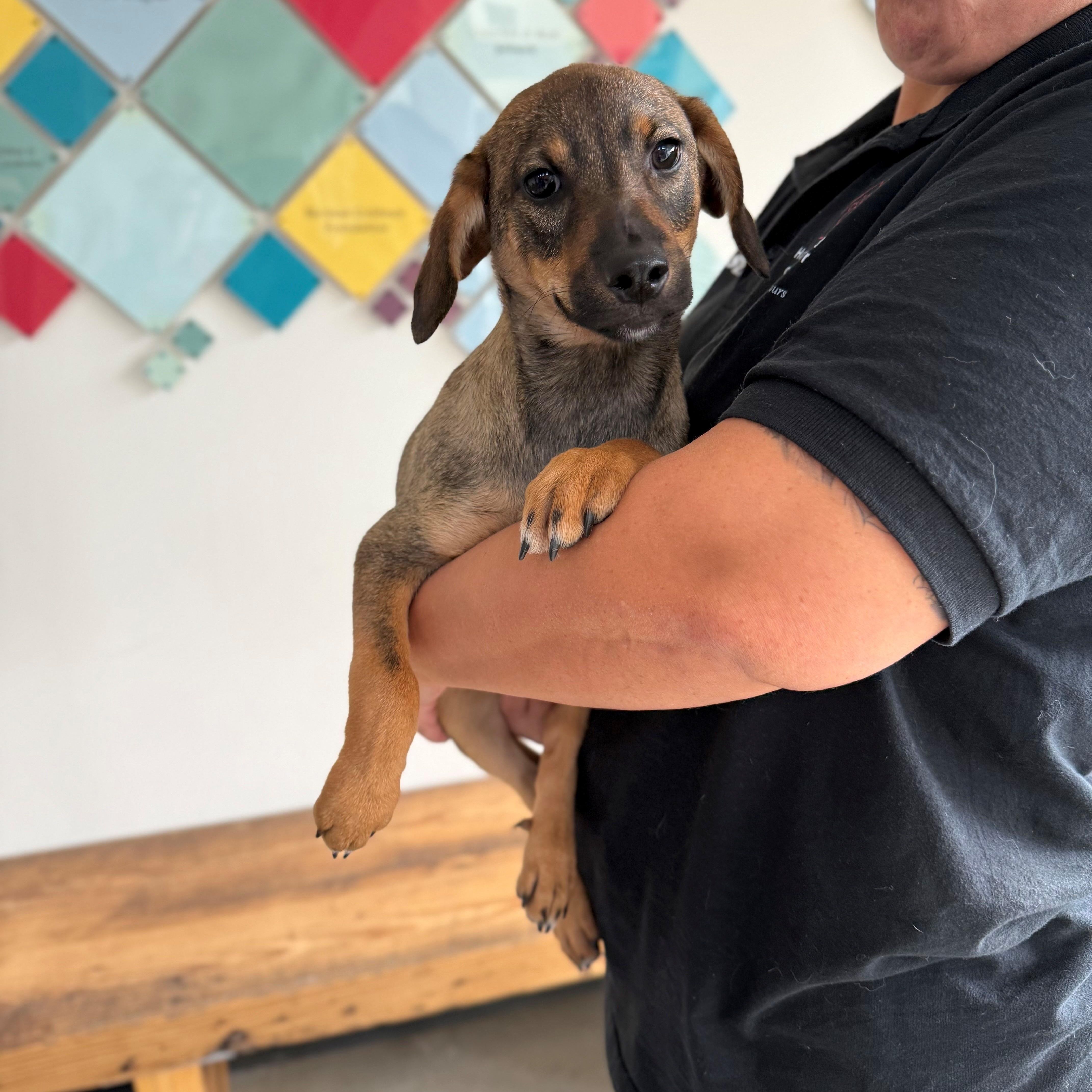 Connor, a Adoptable mixed breed in New Rochelle, NY image 6/6