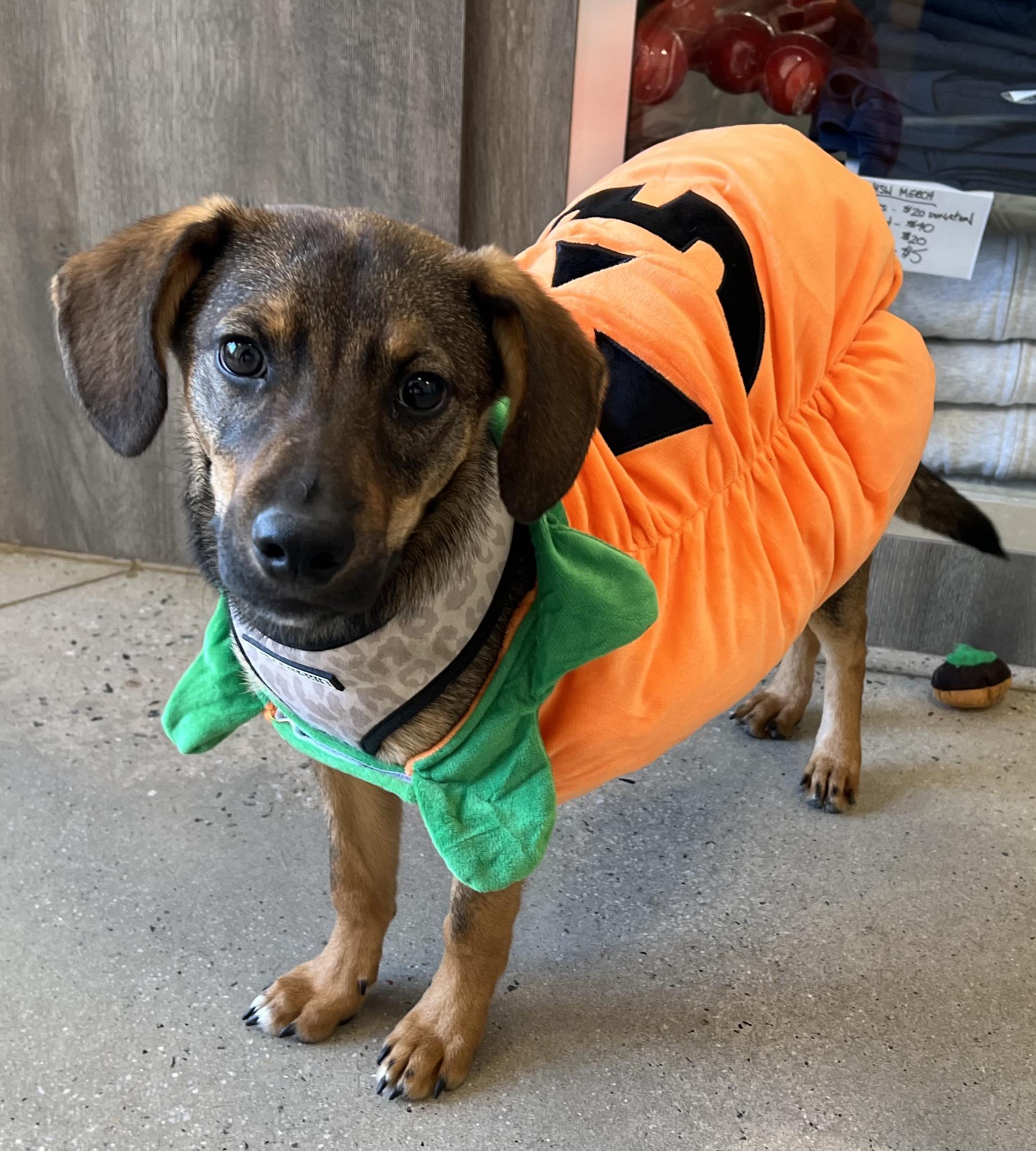 Connor, a Adoptable mixed breed in New Rochelle, NY image 3/6