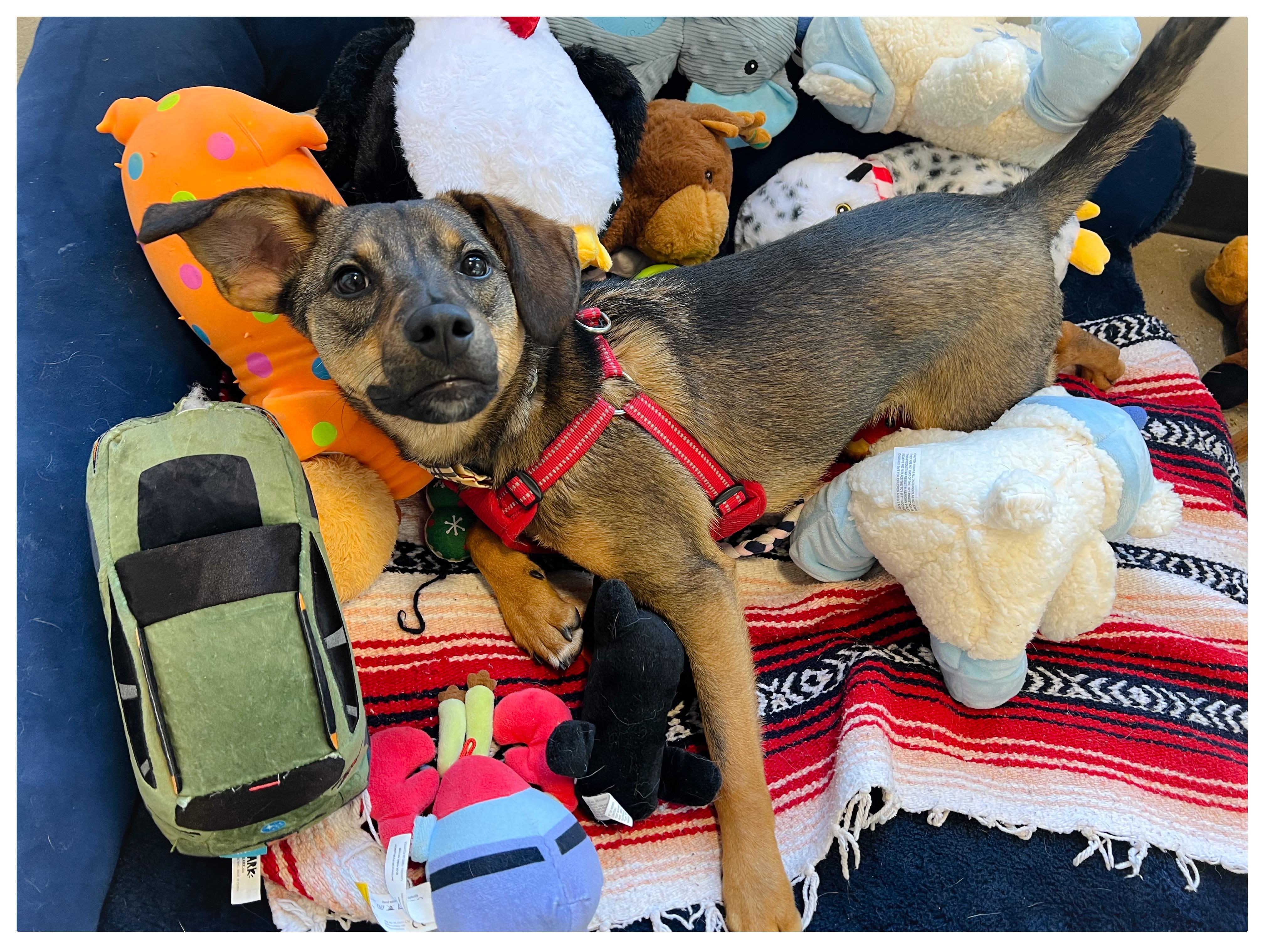 Connor, a Adoptable mixed breed in New Rochelle, NY image 6/6