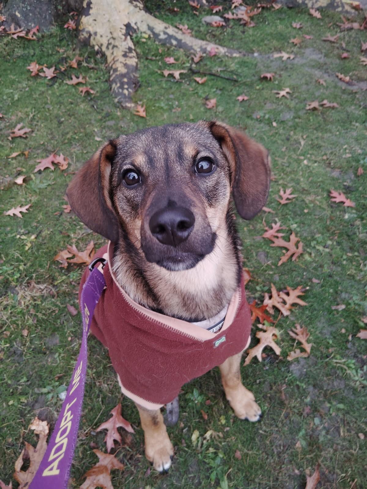 Connor, a Adoptable mixed breed in New Rochelle, NY image 1/6