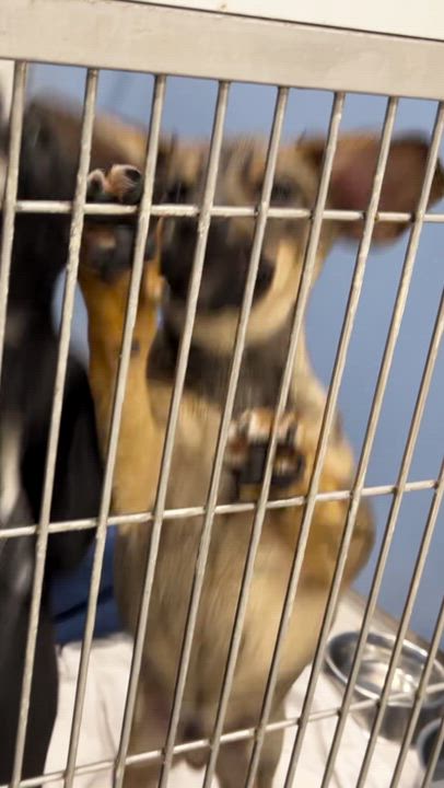 Enlarge Connor, a Adoptable mixed breed in New Rochelle, NY video 5/6