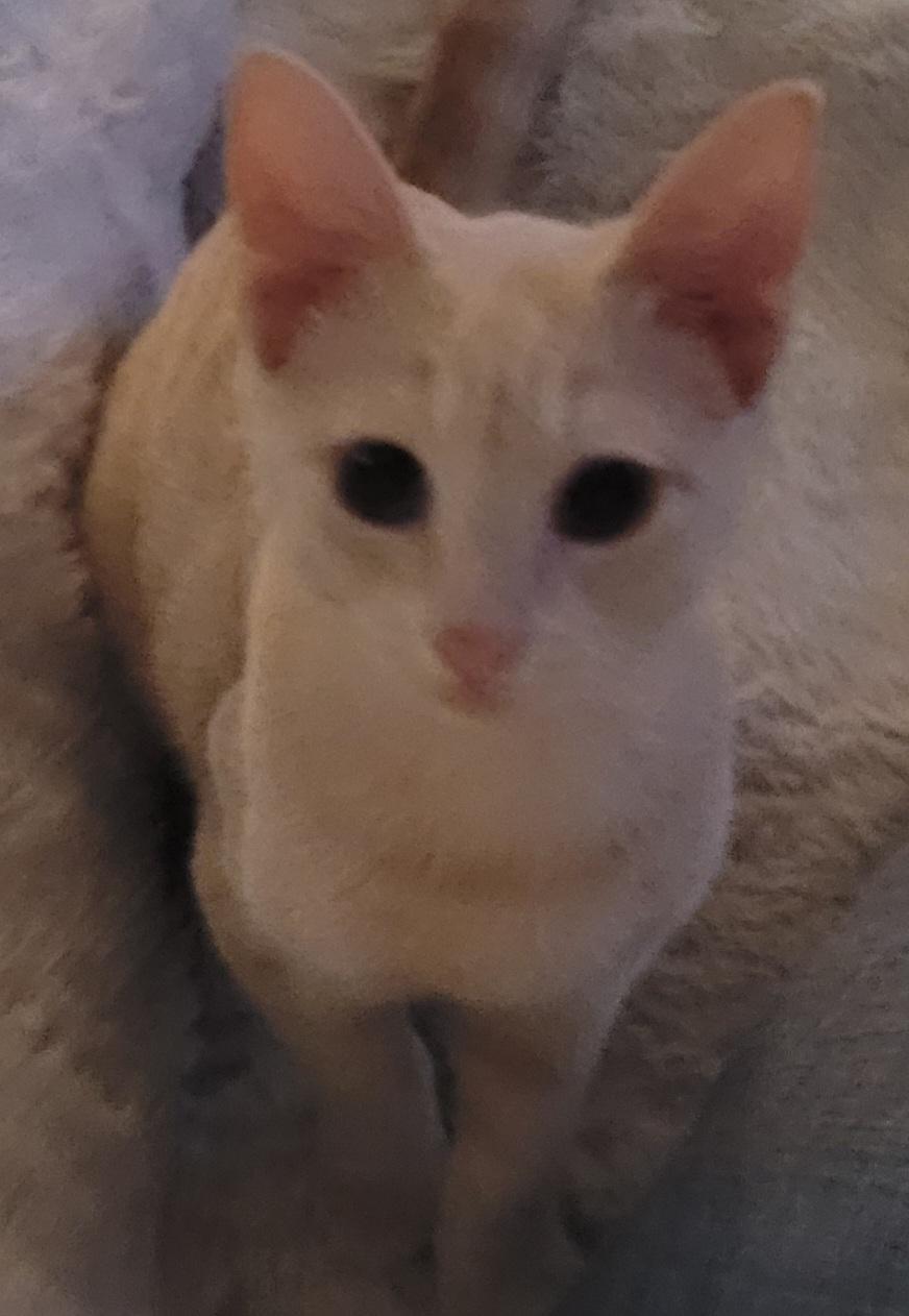 Atreyu, Adoptable, Kitten Male Tabby.