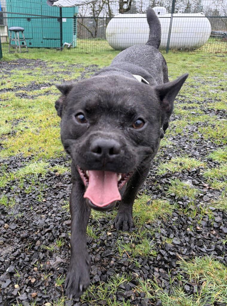 Cannon, Adoptable, Young Male French Bulldog & Chow Chow.