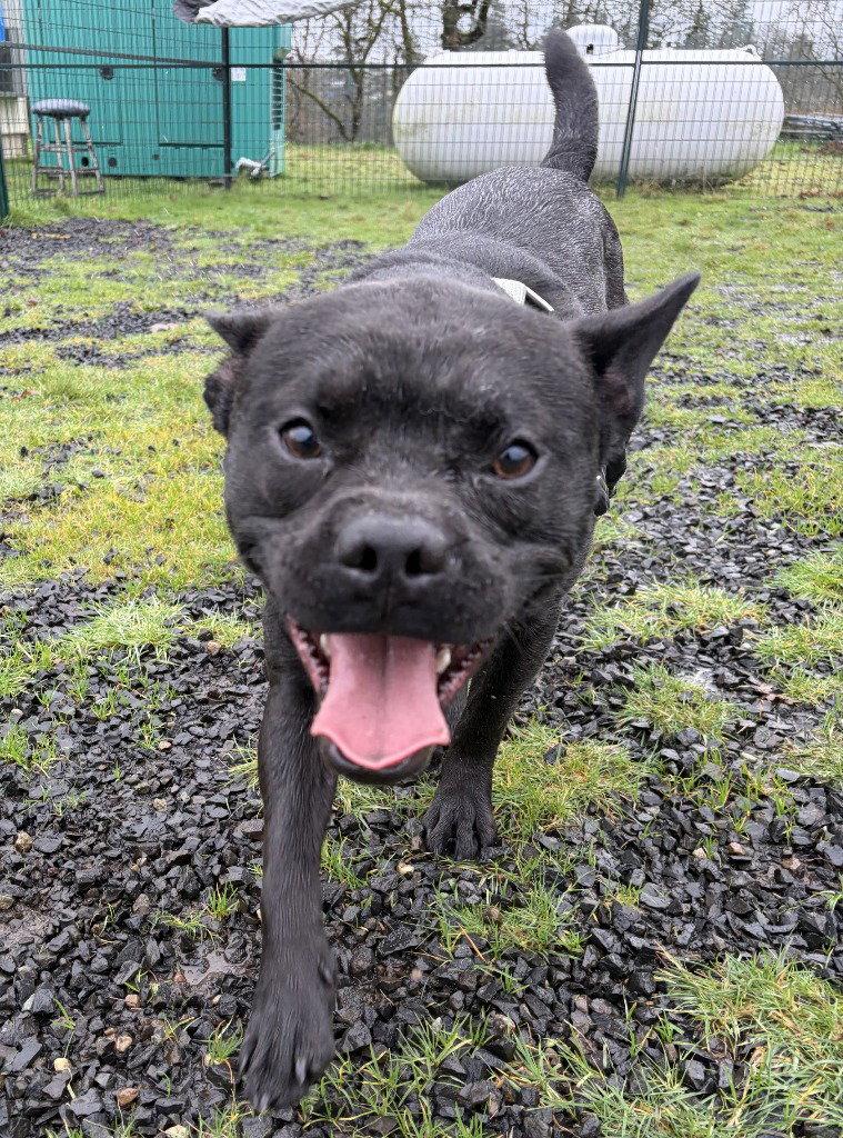 Enlarge Cannon, a Adoptable mixed breed in St. Helens, OR image 1/2