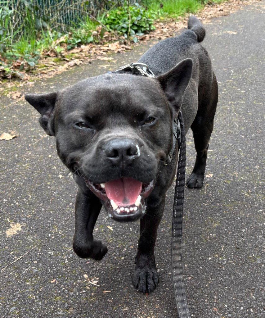 Enlarge Cannon, a Adoptable mixed breed in St. Helens, OR image 2/2