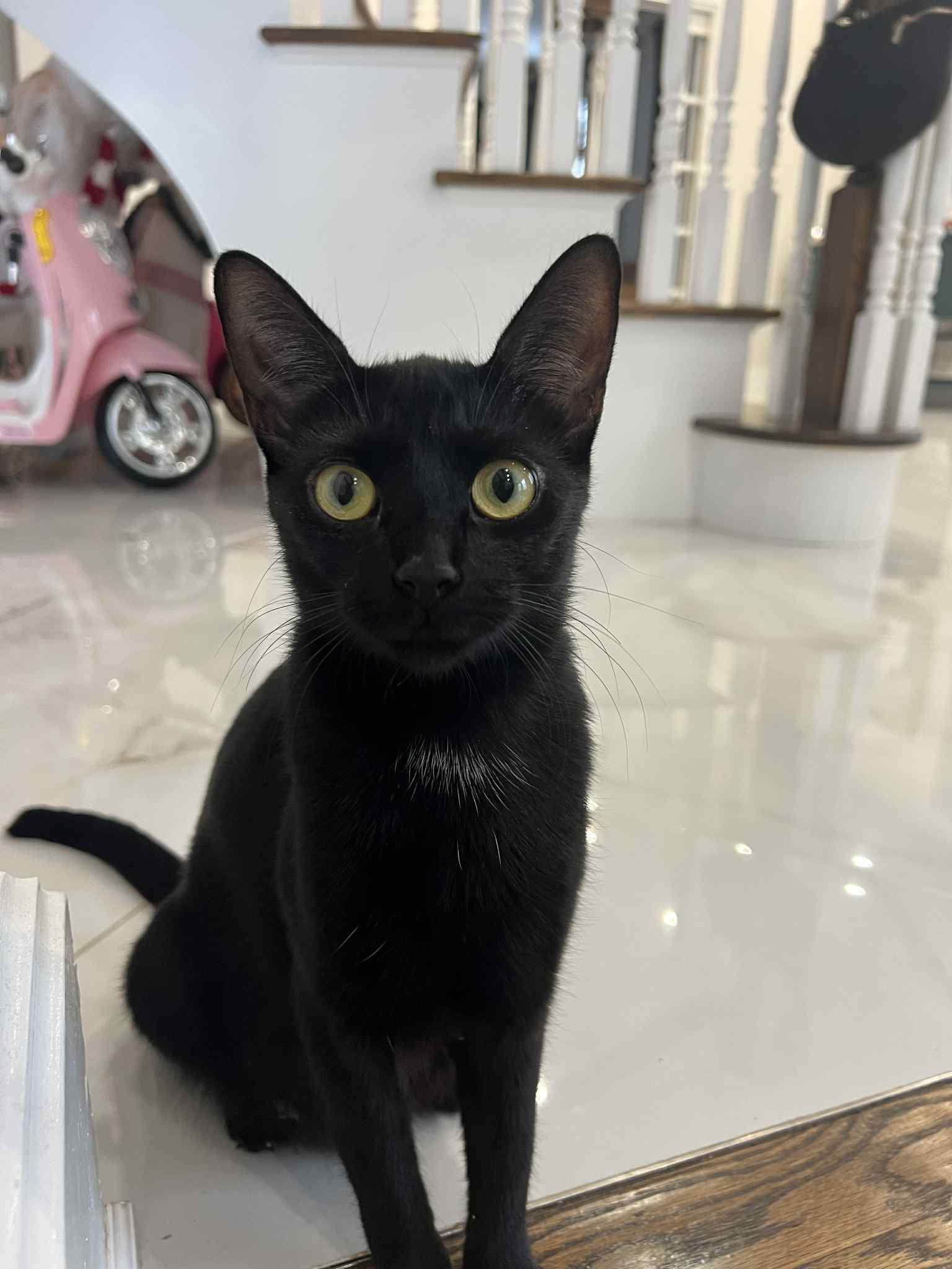 Enlarge Mrs Claus and 8 kids , an adopted American Shorthair in Staten Island, NY image 3/6