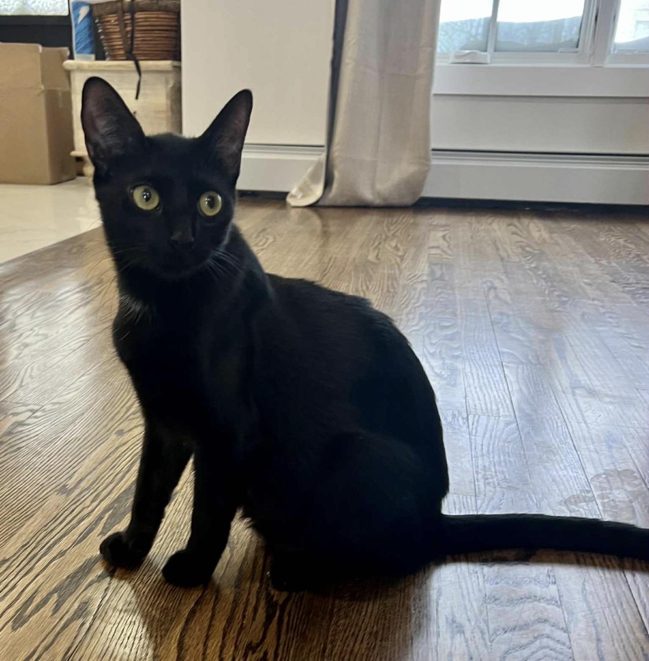 Enlarge Mrs Claus and 8 kids , an adopted American Shorthair in Staten Island, NY image 2/6