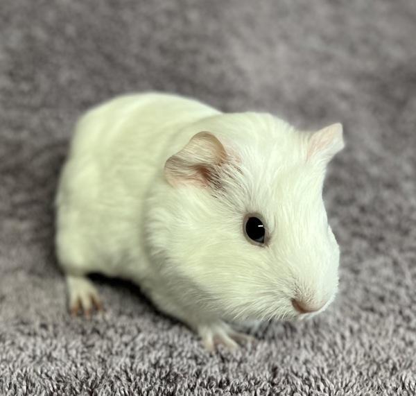 Jingle Bell, Adoptable, Baby Female Guinea Pig.