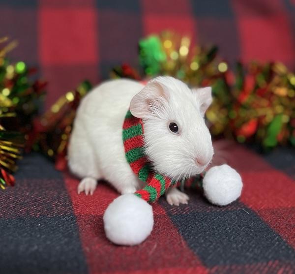 Enlarge Jingle Bell, a Adoptable mixed breed in Monterey, CA image 2/3