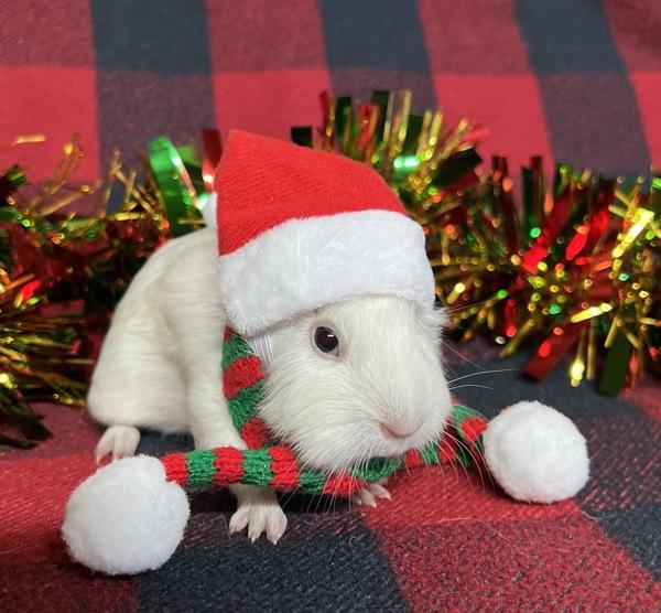 Enlarge Jingle Bell, a Adoptable mixed breed in Monterey, CA image 3/3